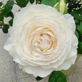 Princess Miyuki Rose