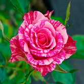 Pink Intuition Rose