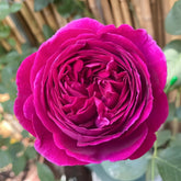 Falstaff Rose