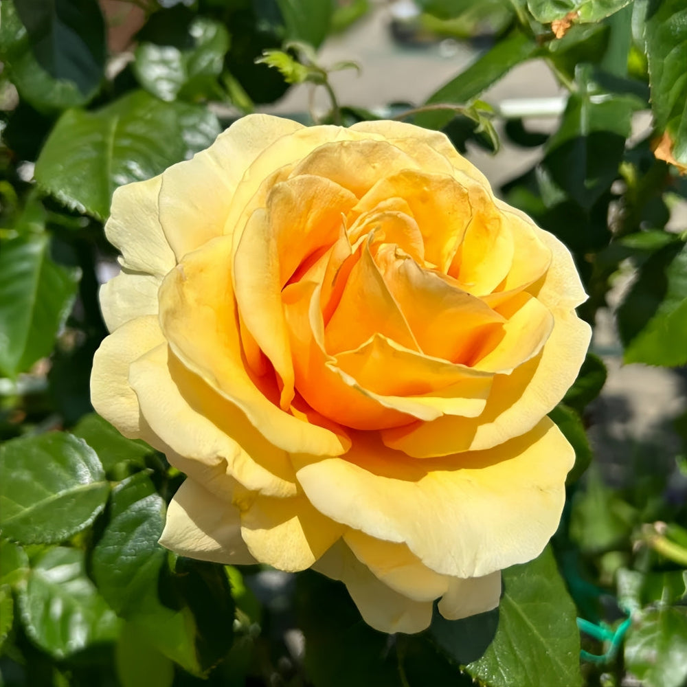 St.Tropez Rose