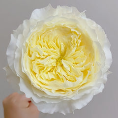 Patience Rose