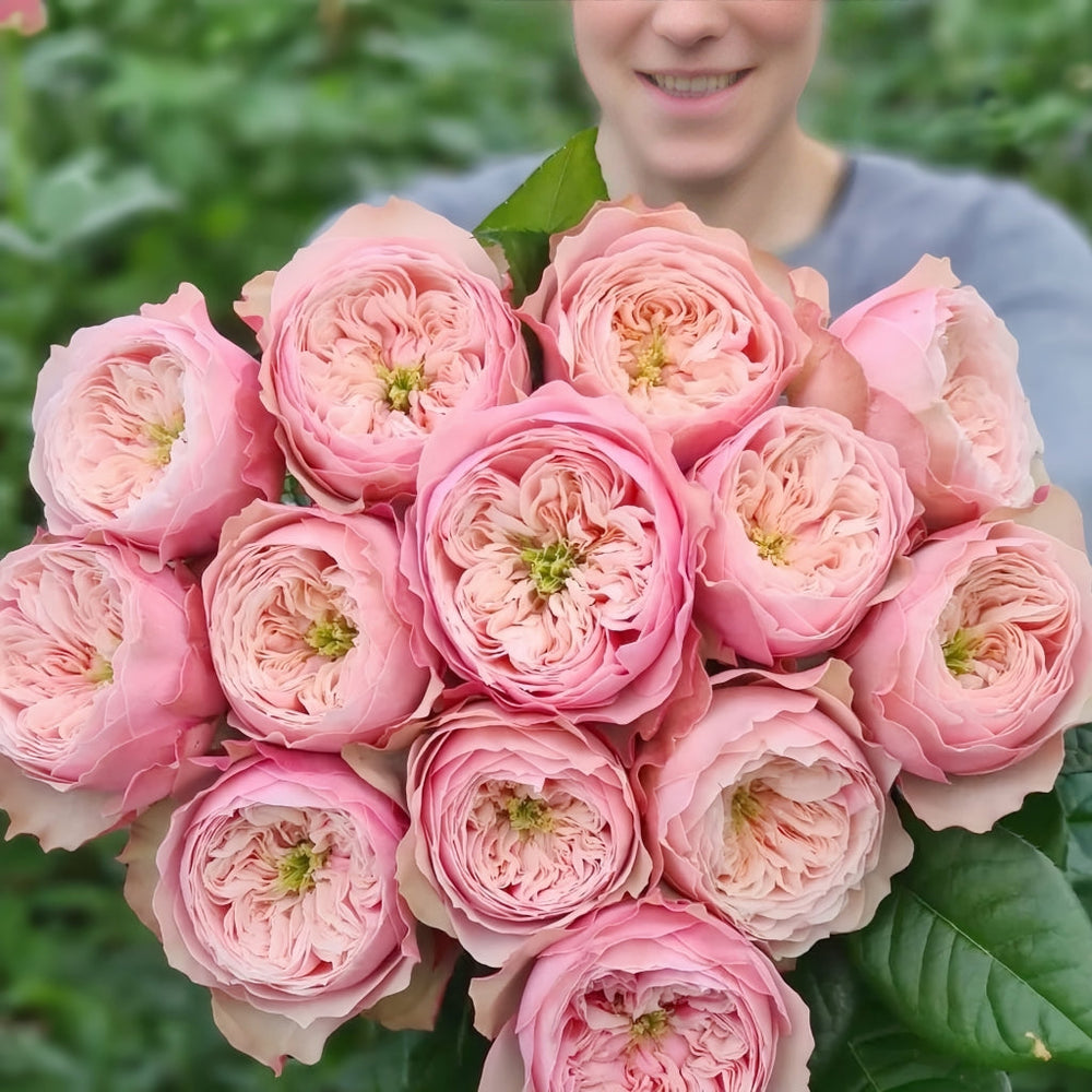 Northanger Abbey Rose