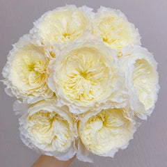 Patience Rose