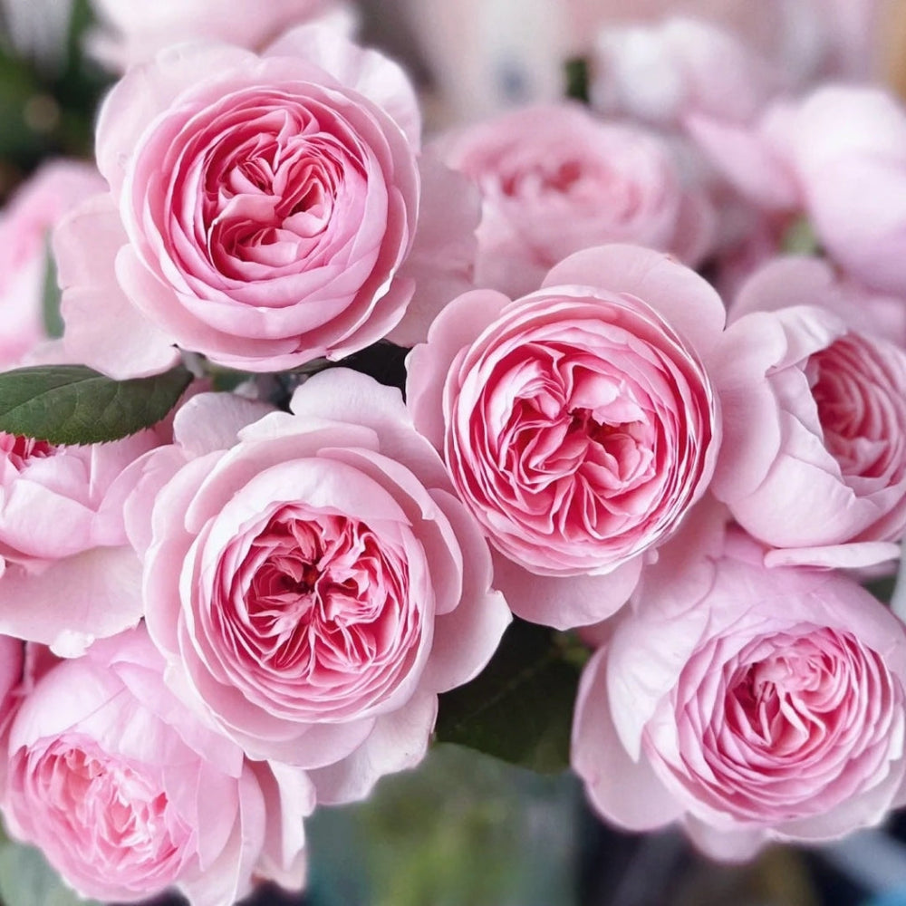 Geoff Hamilton Rose