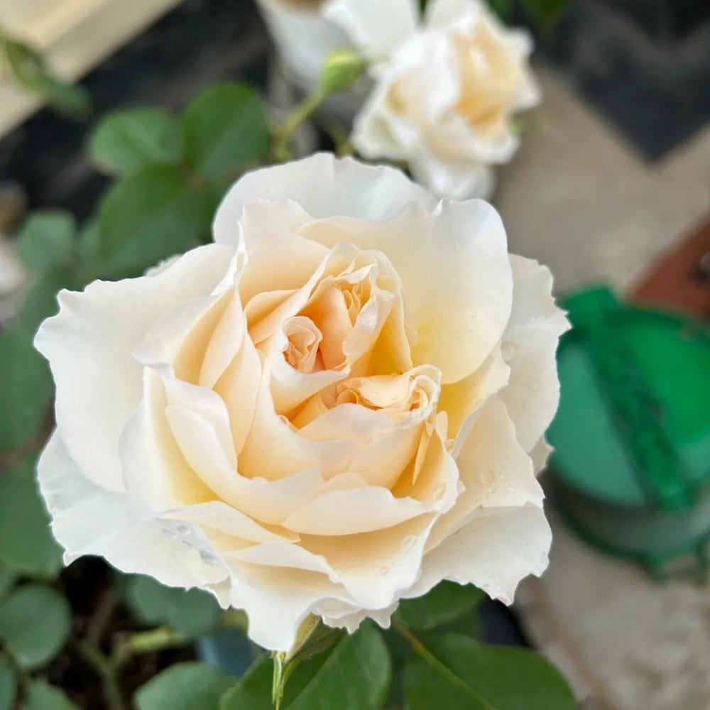 Eugenie Rose