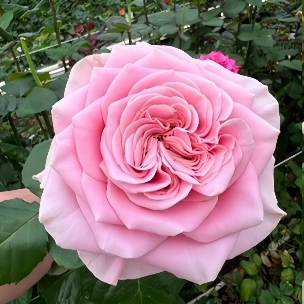 Rebellion Pink Rose