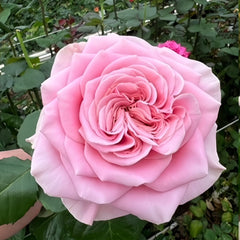Rebellion Pink Rose