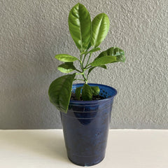 Citrus lemon tree 4~5''