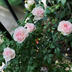 Yves Wedding Box Rose