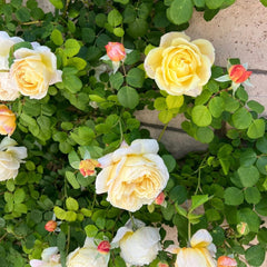 Charles Darwin Rose