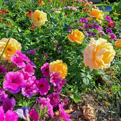 St.Tropez Rose