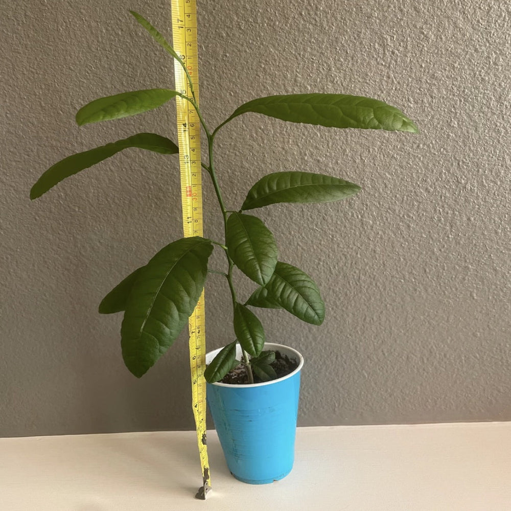 Citrus lemon tree 5~6''