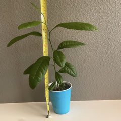 Citrus lemon tree 5~6''