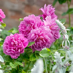 Princess Anne Rose