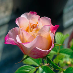 Jabulani Rose