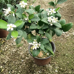 Citrus lemon tree