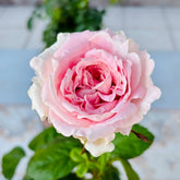 All Four Boughet Rose