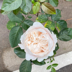 All four Pure Rose