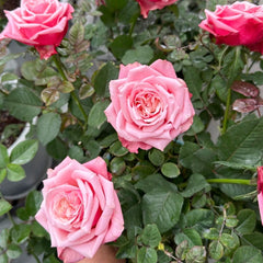 Alter Ego Rose