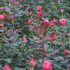 Alter Ego Rose