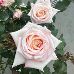 Amarena Rose