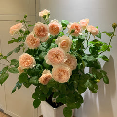 Ambridge Rose