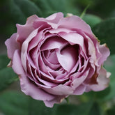 Amethyst Rose