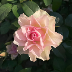 Angel Kiss Rose