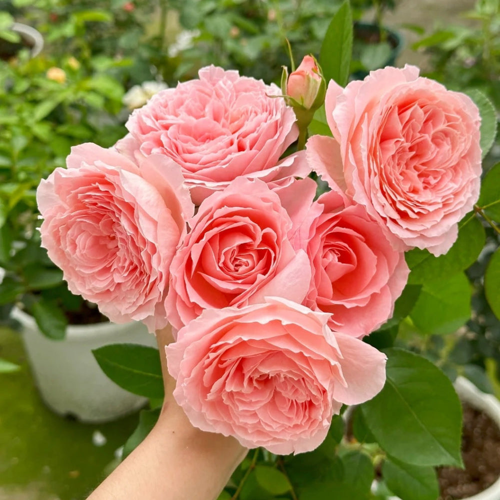 Anne-Sophie Pic Rose