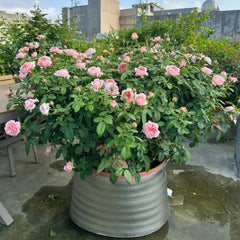 Anne-Sophie Pic Rose