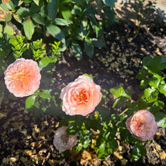 Annesley Rose