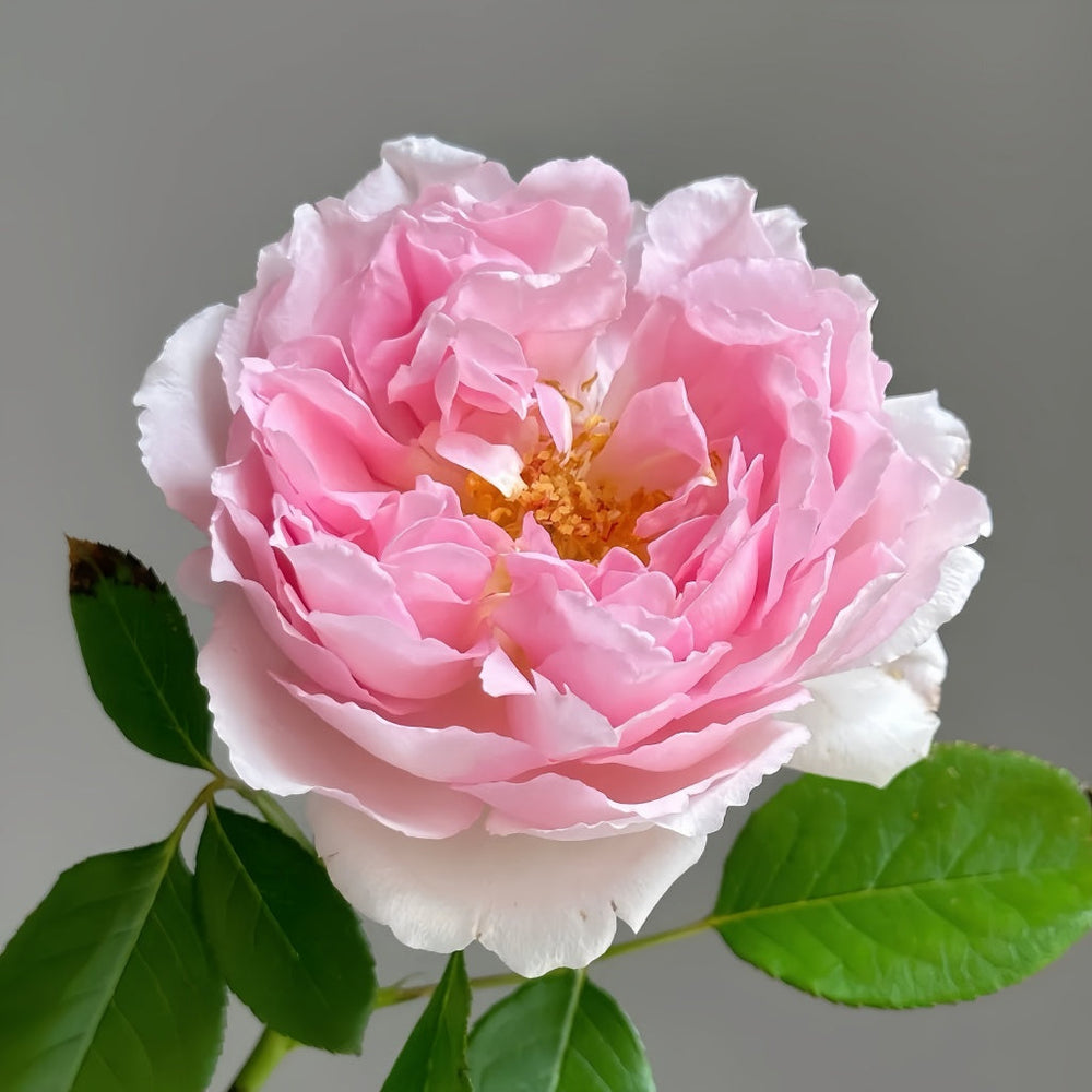 Tamaki Rose