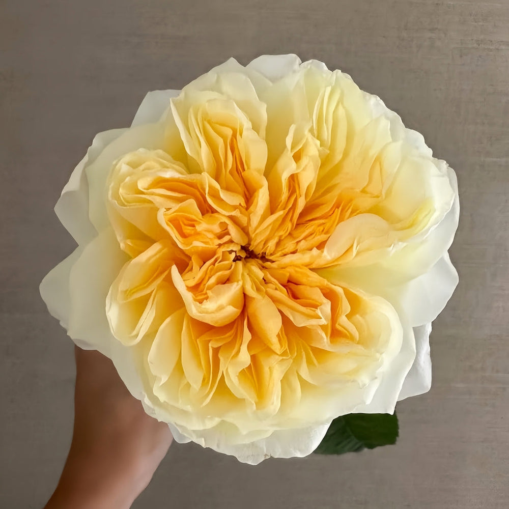 Antonia Garden Rose