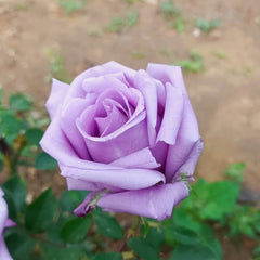 Applause Rose