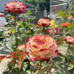 Year-round blooming Apple Jack roses near fence