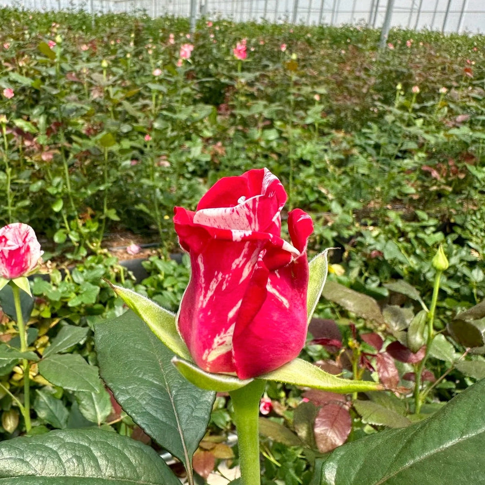 Aquarius Rose