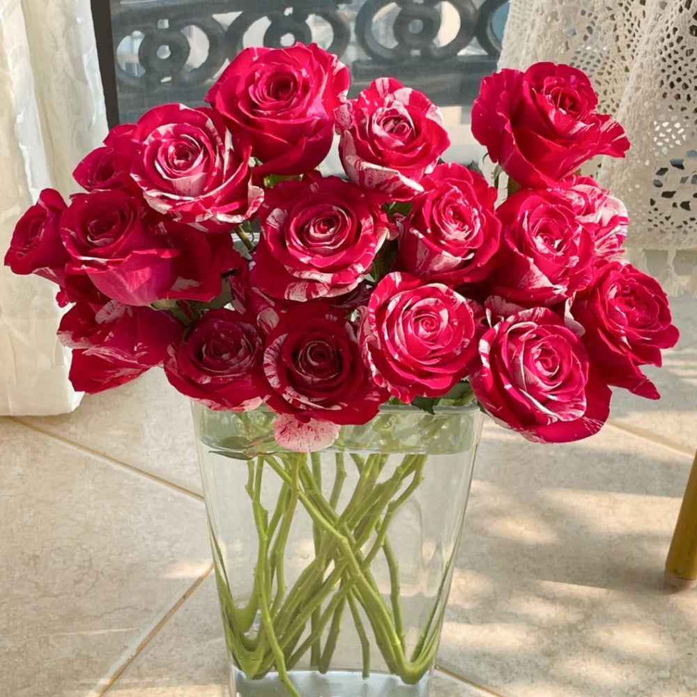 Aquarius Rose