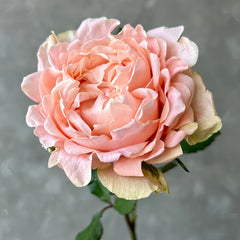 Art Nuvo Rose