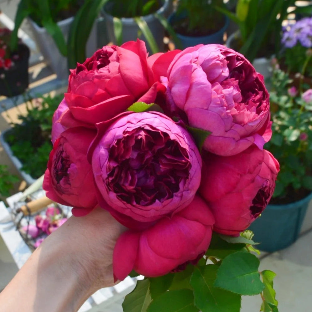 Autumn Rouge Rose