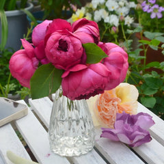 Autumn Rouge Rose
