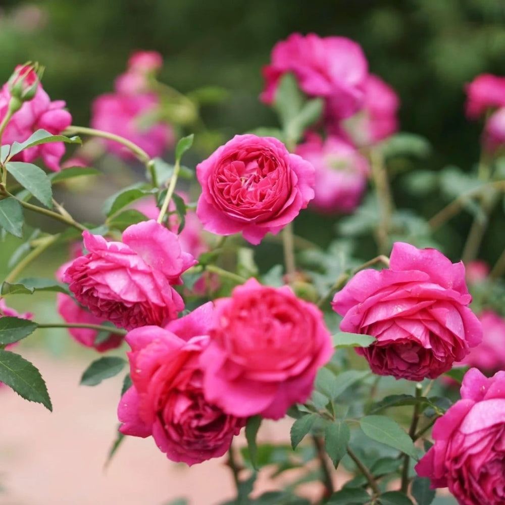 Autumn Rouge Rose