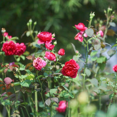 Autumn Rouge Rose