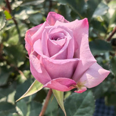 Avant Garde Rose