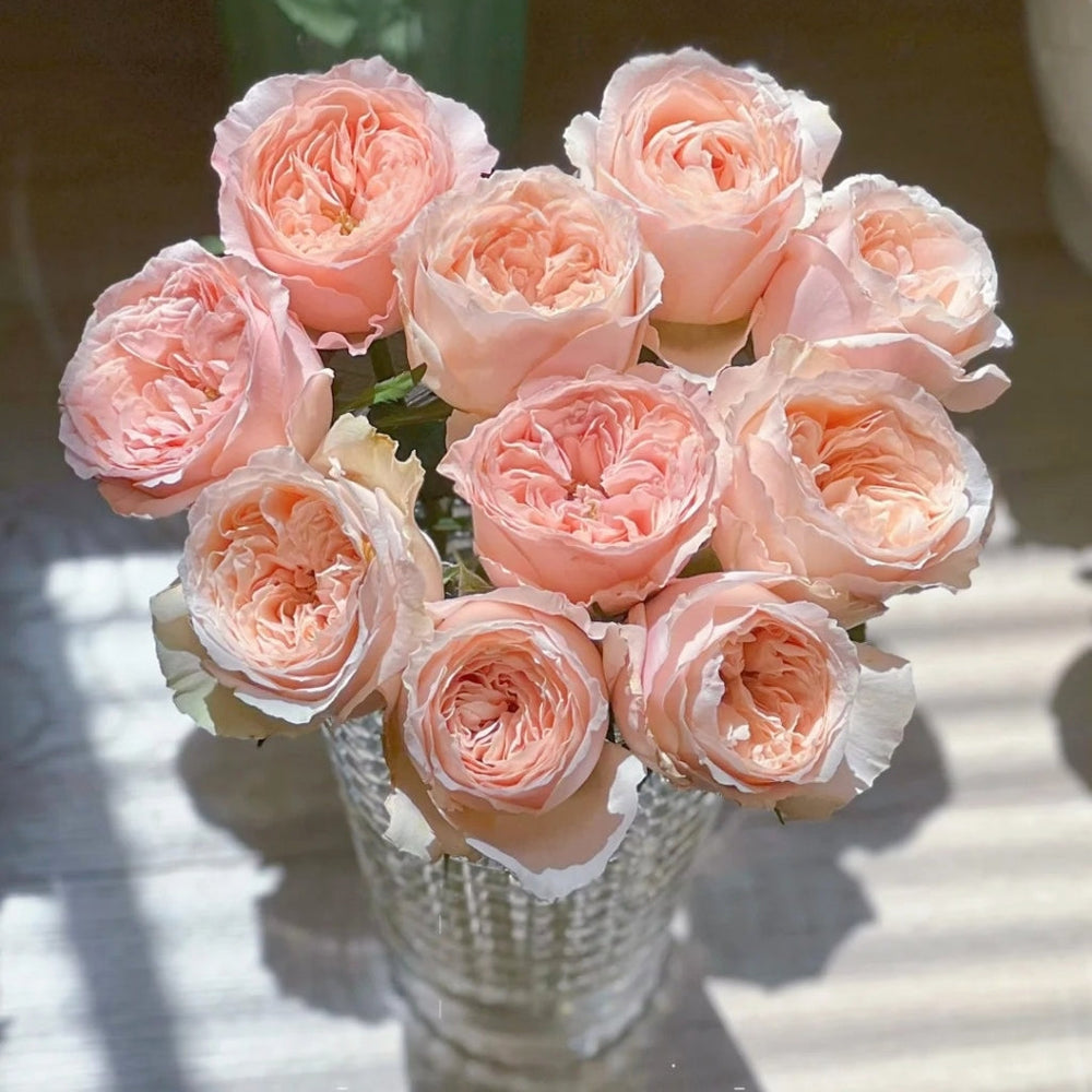 Bailitian Rose