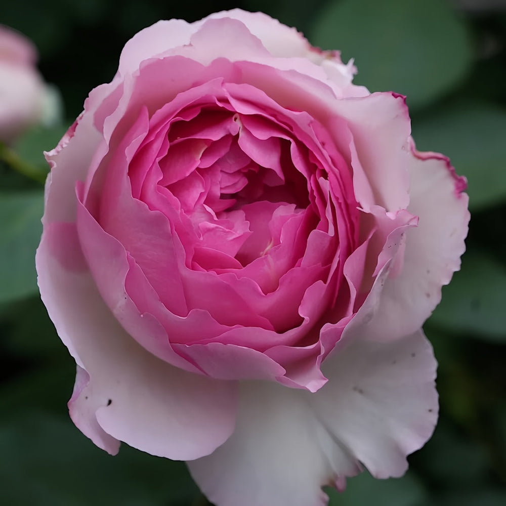 Barba Papa Rose