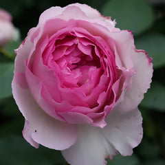 Barba Papa Rose