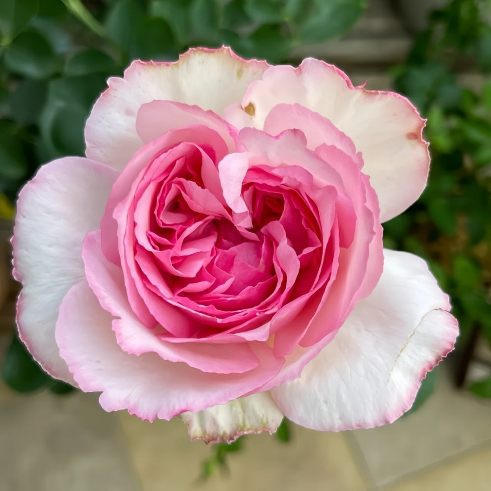 Barba Papa Rose