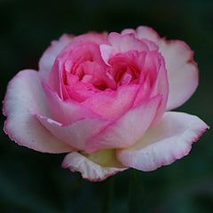 Barba Papa Rose