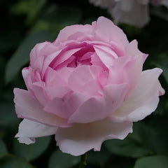 Barba Papa Rose