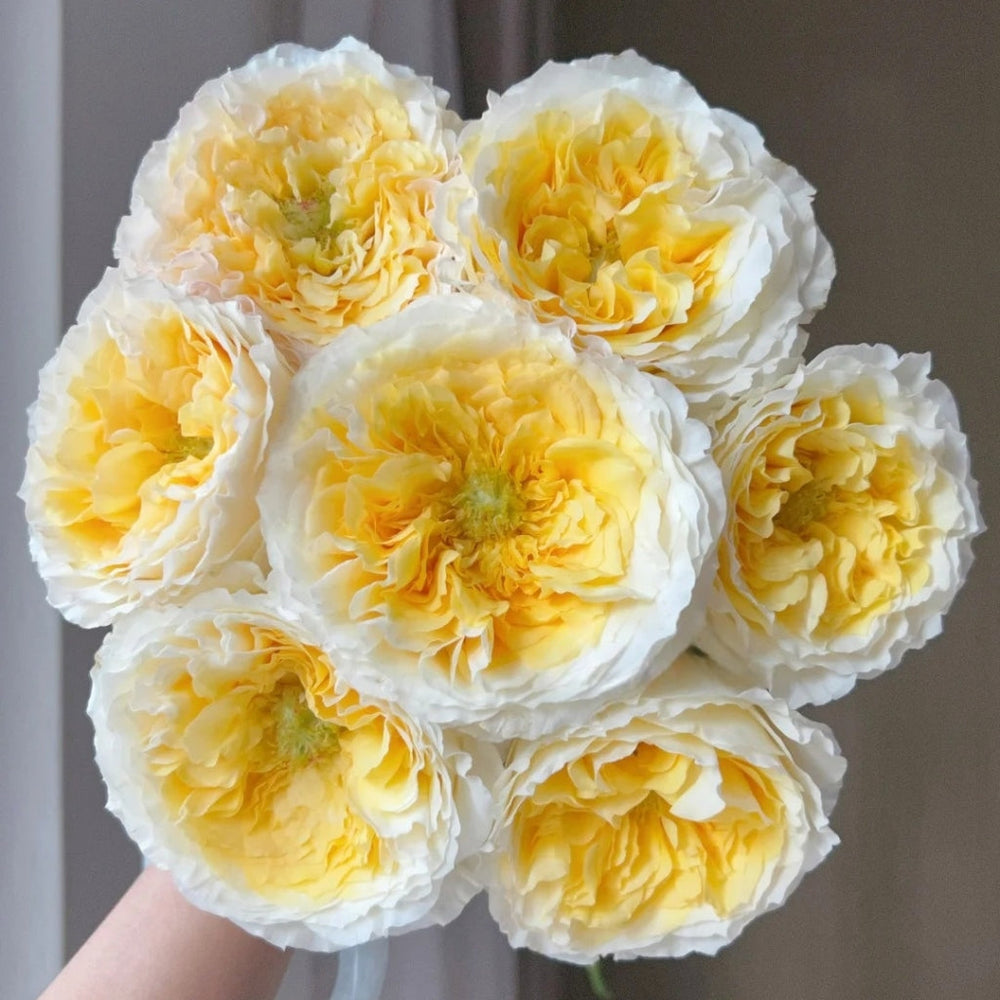 Beatrice rose bouquet of six blooms with white outer petals and yellow centers